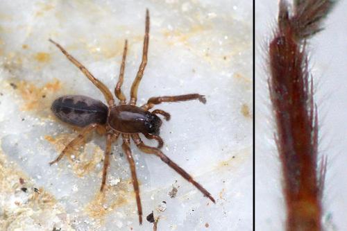 Segestria senoculata