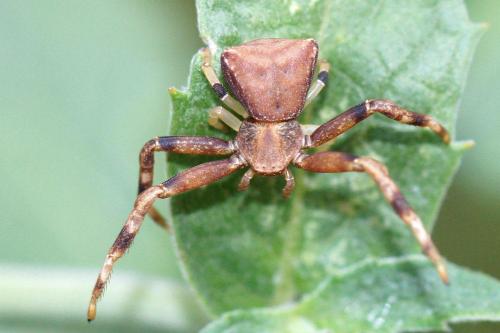 Réf. 63 103 : Pistius truncatus
