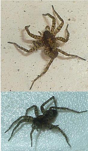 Pardosa sp.