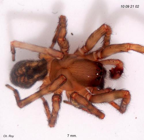 Réf. 63 010 : Amaurobius erberi