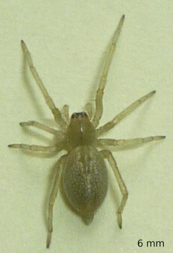 Cheiracanthium sp.