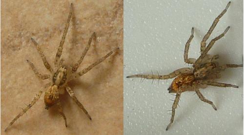 Anyphaena accentuata