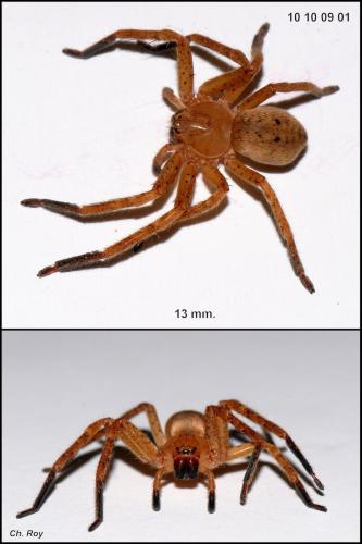Olios argelasius