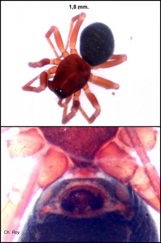 Monocephalus fuscipes