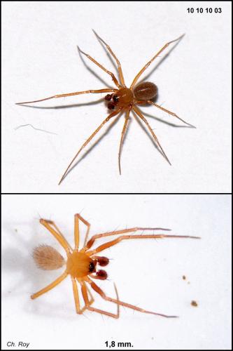 Réf. 63 815 : Palliduphantes alutacius