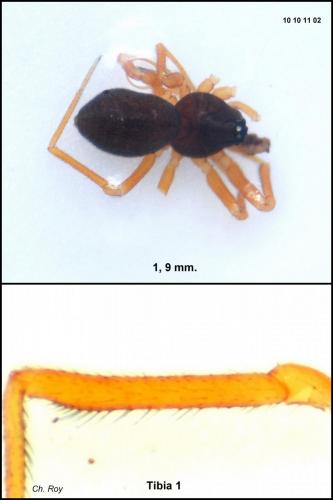 Réf. 63 827 : Gonatium paradoxum