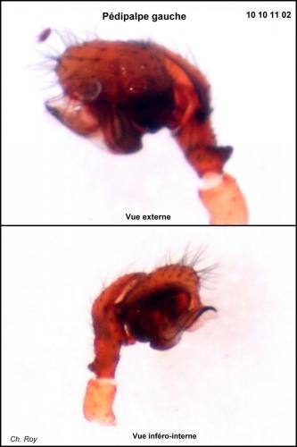 Réf. 63 828 : Gonatium paradoxum