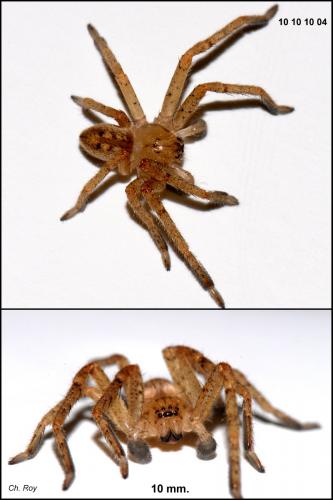 Olios argelasius