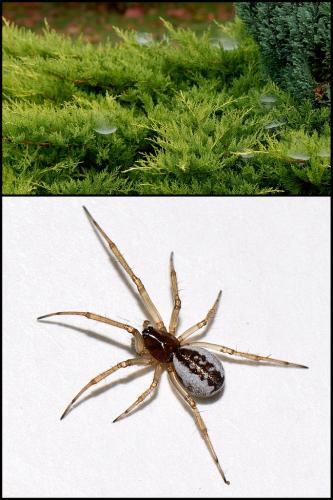 Réf. 63 791 : Frontinellina frutetorum