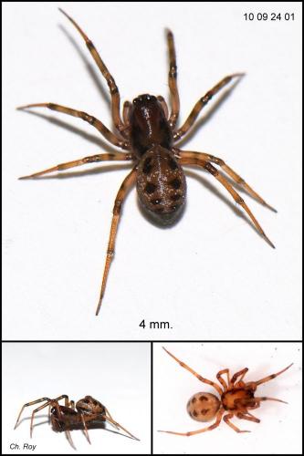 Tapinopa longidens