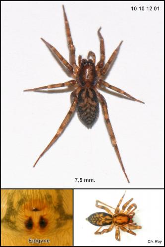Réf. 63 733 : Liocranum rupicola