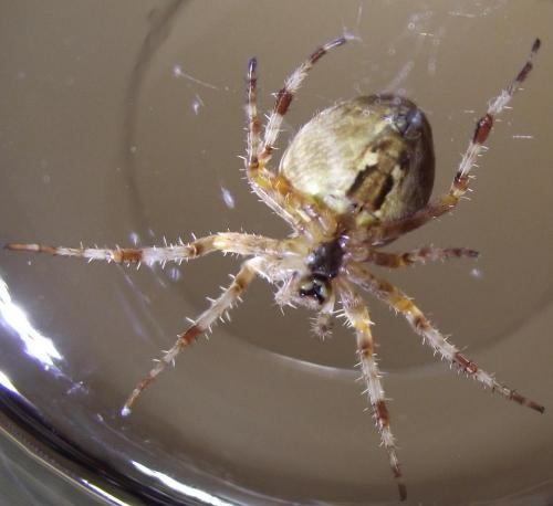 Araneus diadematus