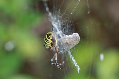 Argiope bruennichi