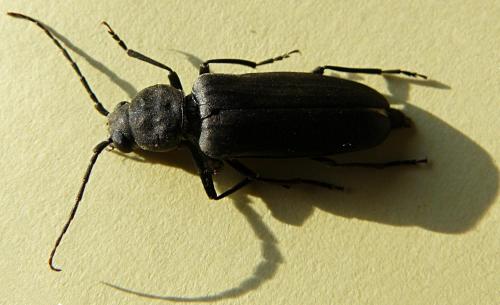 Réf. 63 621 : Arhopalus ferus