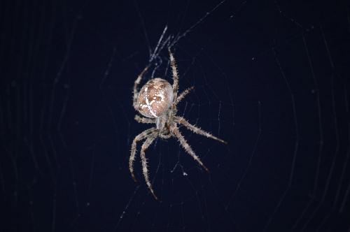 Araneus diadematus
