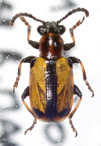 Crioceris paracenthesis