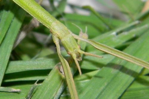 Clonopsis gallica