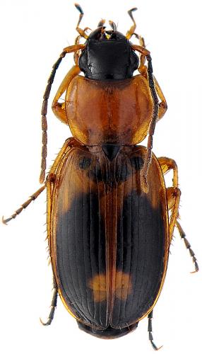 Badister bullatus