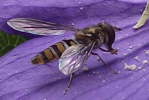 Réf. 63 172 : Episyrphus balteatus