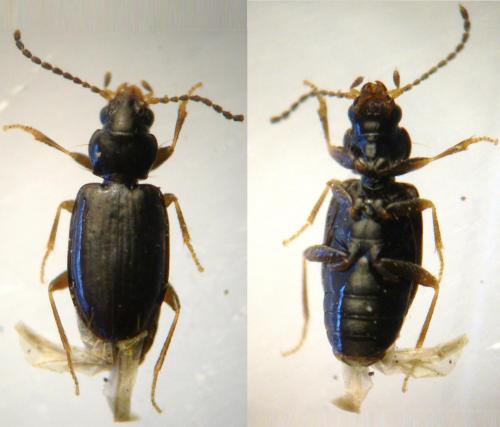 Réf. 63 642 : Tachys bistriatus