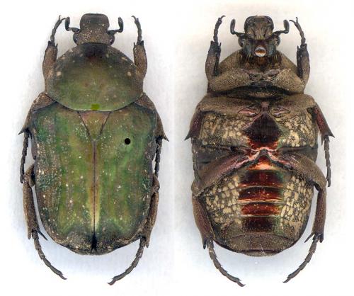 Niphobleta kraatzi