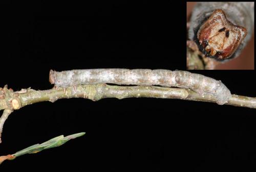Biston betularia