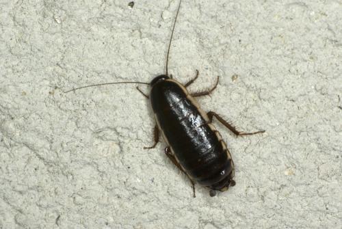 Réf. 63 726 : Loboptera decipiens