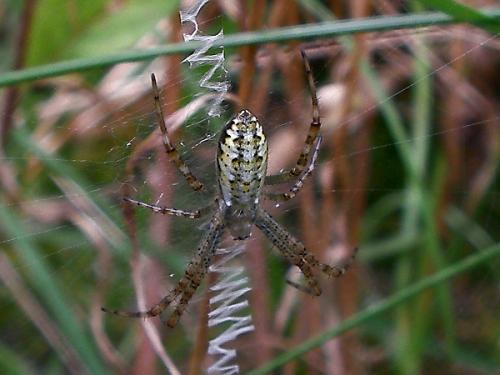 Argiope bruennichi