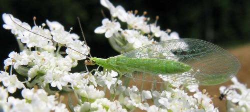 Réf. 63 628 : Chrysoperla sp.
