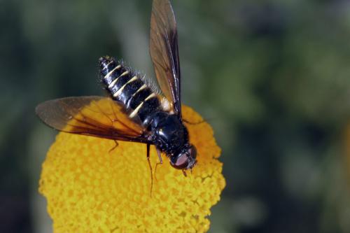 Lomatia sp.