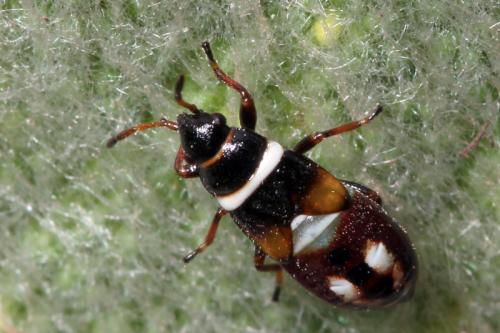 Réf. 63 979 : Heterogaster artemisiae