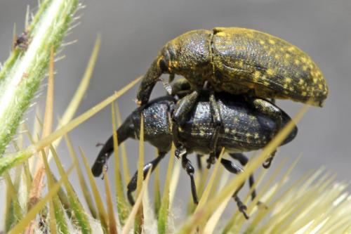 Réf. 63 897 : Larinus sturnus