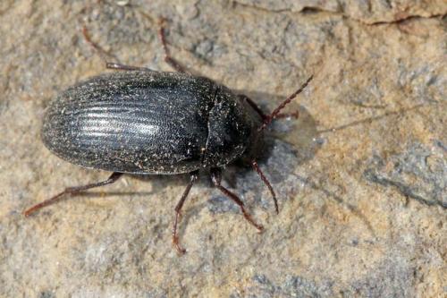Prionychus ater