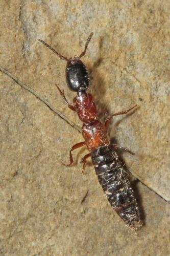 Xantholinus elegans