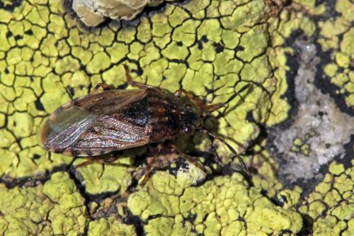 Platyplax salviae