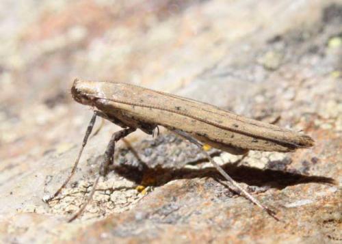 Caloptilia roscipennella