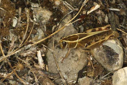 Calliptamus sp.