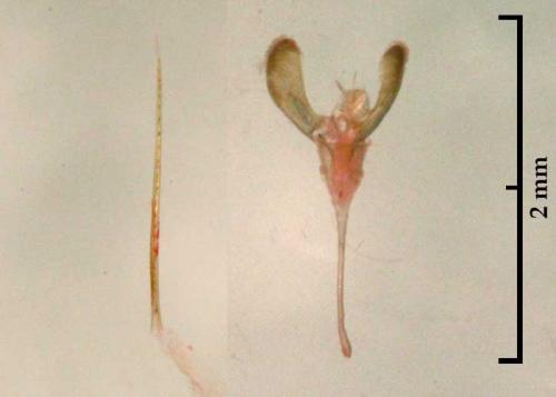 Caloptilia roscipennella