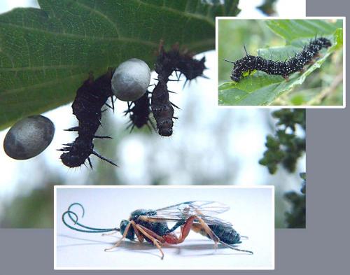 Réf. 63 094 : Campopleginae inconnu
