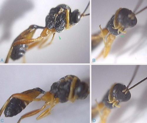 Réf. 63 095 : Campopleginae inconnu