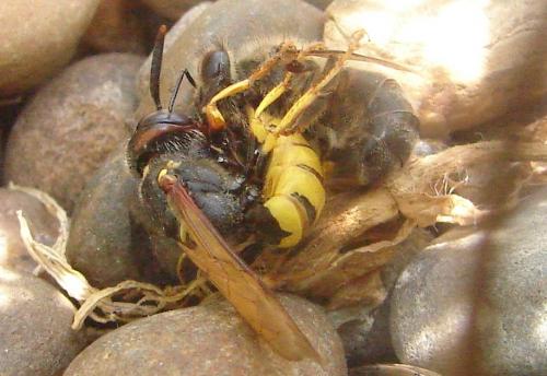 Philanthus triangulum
