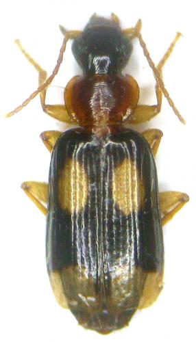 Réf. 63 729 : Dromius quadrimaculatus