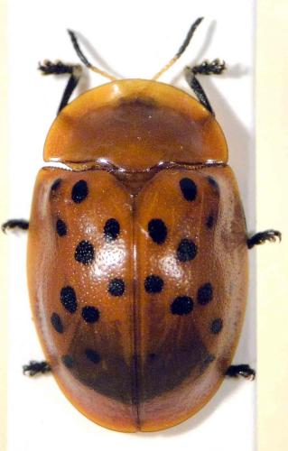 Conchyloctenia adspersa