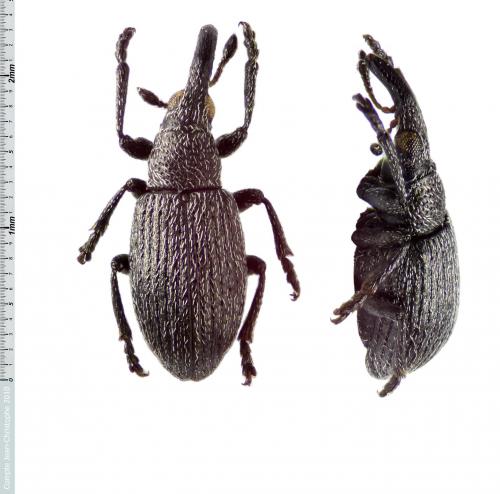 Réf. 63 289 : Catapion curtisii