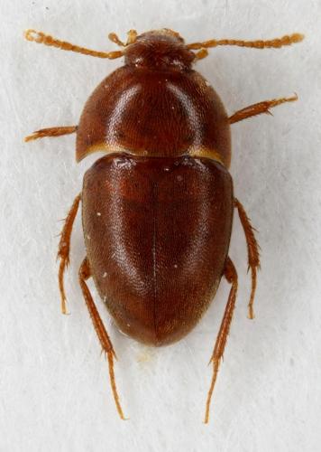 Bathysciola aldensis