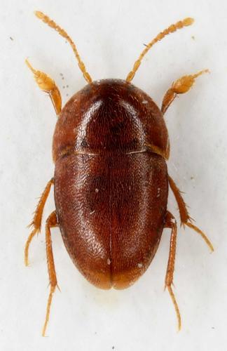 Bathysciola aldensis