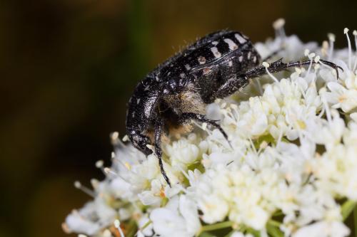 Oxythyrea funesta