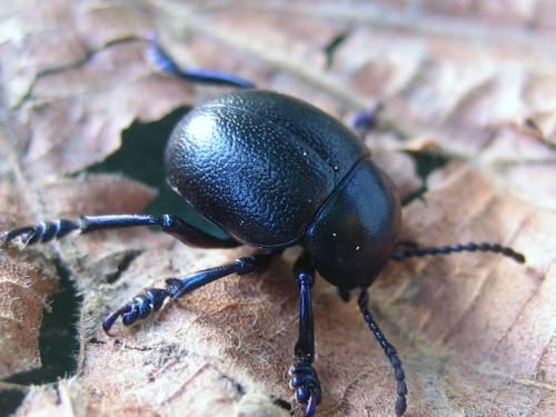 Timarcha goettingensis