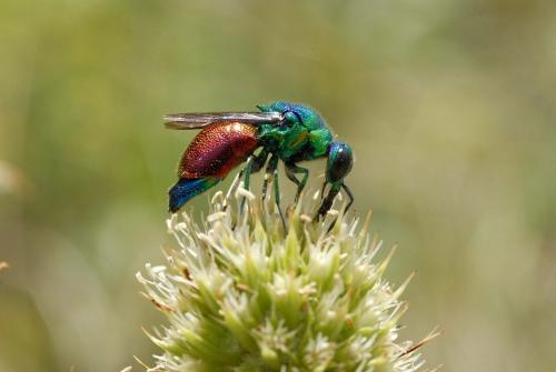 Stilbum calens