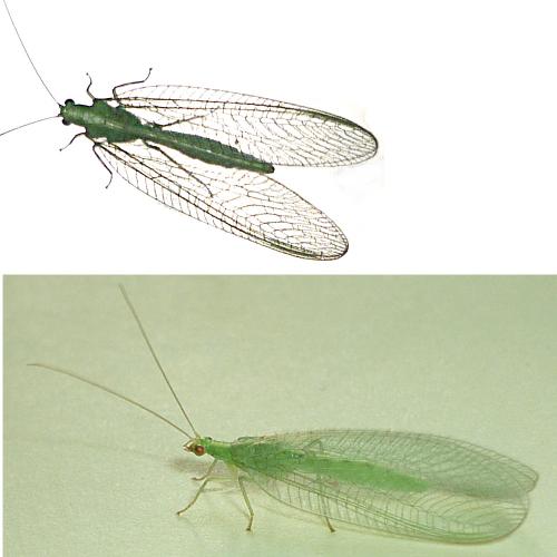 Chrysoperla sp.